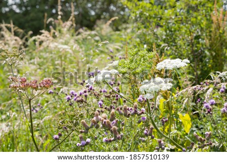 Wild flowers in a meadow, cow parsley and common thistle in a field of flowers, Buckinghamshire, UK
