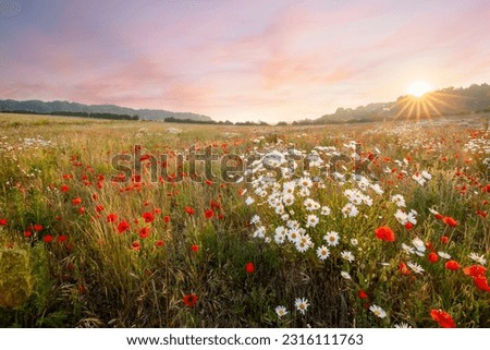 Wild flowers in a meadow with pink sky sunrise. Oxeye daisies and red poppies natural landscape in Norfolk England