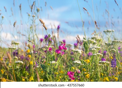 Wild flowers meadow with sky in background