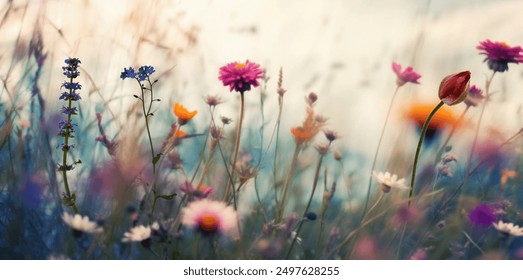 Wild flowers meadow at sunset - Powered by Shutterstock