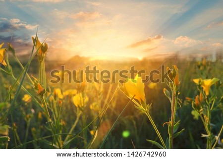 Wild flowers at morning on sunrise background. Sunny dawn in the countryside. soft focus