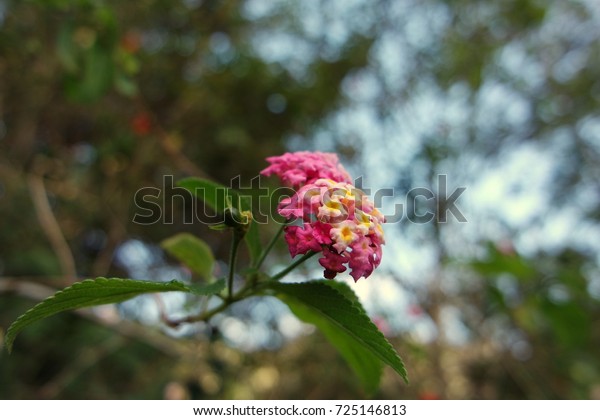 Wild Flowers Neurum Creek Australia Stock Photo Edit Now 725146813