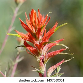 Wild flowers of New Mexico, Indian Paintbrush, Gallup NM    