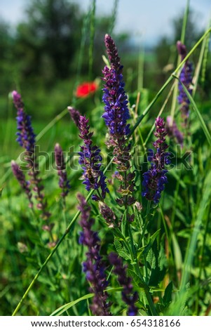 Similar – crested lavender Lavender