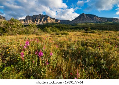 Wild Flowers On The Summer Meadow Near Apikuni Peak In Many Glacier Area In Glacier National Park In Montana.	