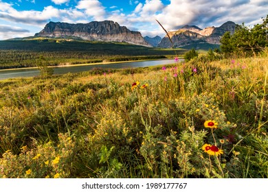 Wild Flowers On The Summer Meadow Near Apikuni Peak In Many Glacier Area In Glacier National Park In Montana.	