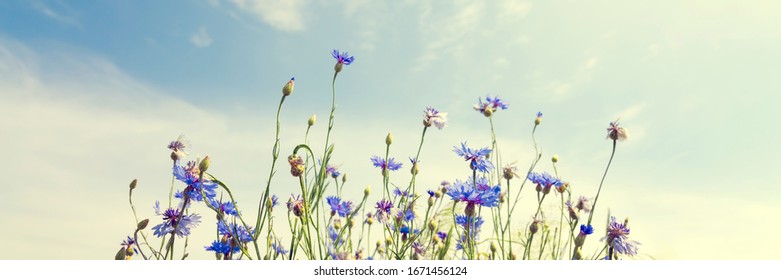 Wild flowers on sunny blue sky, spring meadow - Shutterstock ID 1671456124
