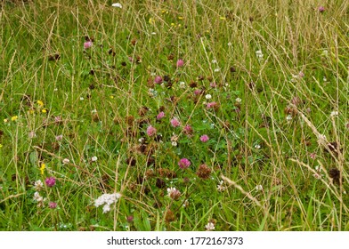 Wild flowers on the verge where the grass has not been cut. - Shutterstock ID 1772167373
