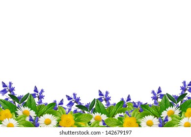 Wild Flowers On The White Background