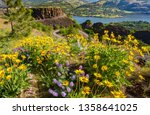 Wild flowers at peak bloom; Tom McCall preserve near Rowena in the Columbia River Gorge National scenic Area, Oregon; Rowena loops of the old Columbia Gorge Highway;  Columbia River in background