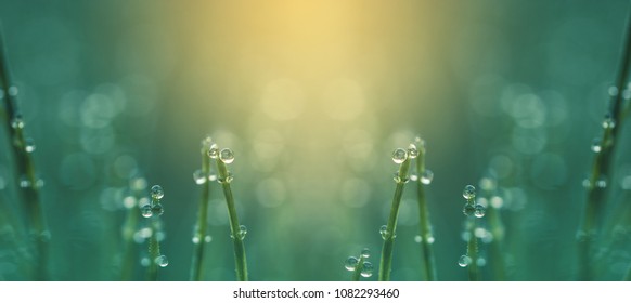 Wild Flowers Plant On Summer Or Autumn Nature Background, Banner