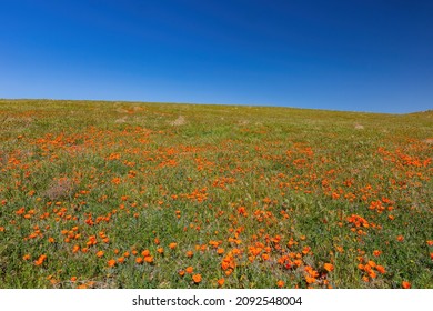 Wild Flowers - Poppy Blossom At Antelope Valley, California