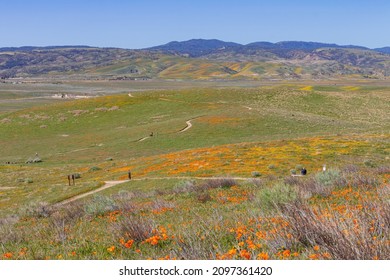 Wild Flowers - Poppy Blossom At Antelope Valley, California