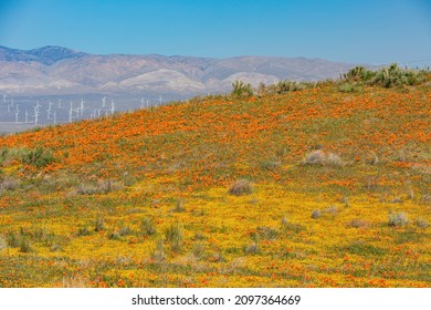 Wild Flowers - Poppy Blossom At Antelope Valley, California