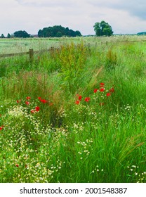 Wild flowers and red poppies in full bloom amongst tall grasses flanking wooden fence and agricultural land on overcast morning in Beverley, Yorkshire, UK.