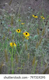 Wild Flowers At Robert Frost Museum