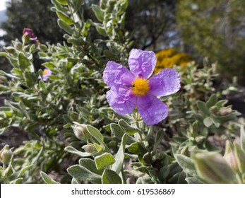 Wild flowers seen on a hiking tour - Shutterstock ID 619536869