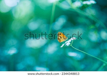 Wild flowers shallow focus of butterfly in nature macro on background of soft blue green meadow beautiful bokeh. Inspire serene artistic closeup, beauty of nature concept. Tranquil natural scene