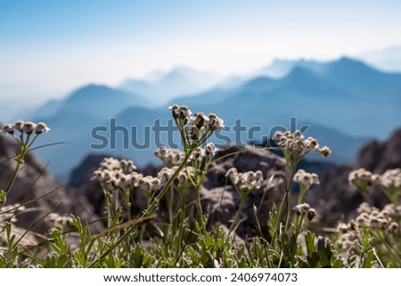 Wild flowers silvery yarrow with scenic view of Koschuta mountain range seen from summit Wertatscha, untamed Karawanks, border Slovenia Austria, Europe. Magical alpine terrain Slovenian Austrian Alps