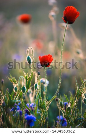 Similar – Mohn, Bienenweide und eine Hummel