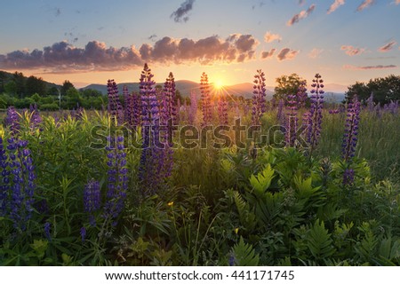 wild flowers at sunrise at the lupine festival in New Hampshire