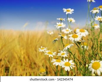 wild flowers and wheat field - Powered by Shutterstock - Get 15% off with code: PIKWIZARD15