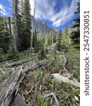 wild flowers while hiking along chicago lakes trails in idaho springs colorado on the Mount Blue Sky scenic byway