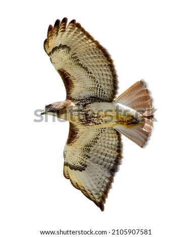 Wild Flying bird of prey, juvenile Red-tailed hawk, Buteo jamaicensis Viewed from below, wings spread, tail flared.  Isolated cutout on white background