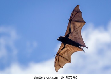 Wild Flying Fox, Allora, Queensland, Australia, March 2018