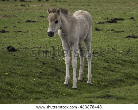 Similar – Foal II Environment