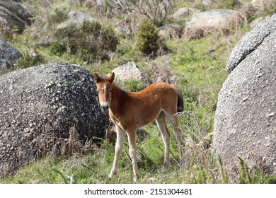 A Wild Foal Enjoying The Landscape