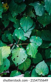 Wild Foraging New Zealand Kawakawa