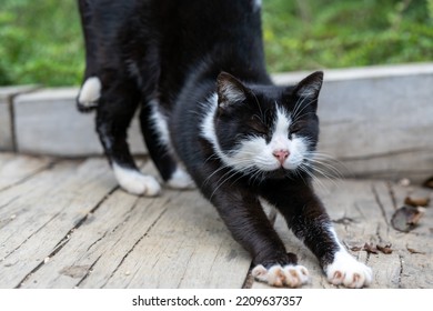 Wild Forest Black And White Yawning Cat