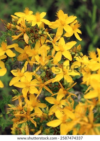 In the wild in the forest bloom hypericum perforatum 