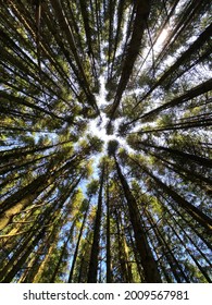 Wild Forest From Low Perspective