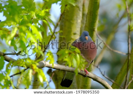 wild forest pigeon, wood pigeon, Columba palumbus, sitting on a branch of Marsh oak Quercus palustris, concept ornithology, birds of europe, nature protection