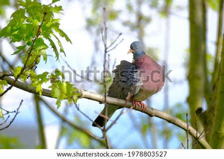 wild forest pigeon, wood pigeon, Columba palumbus, sitting on a branch of Marsh oak Quercus palustris, concept ornithology, birds of europe, nature protection