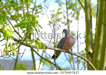 wild forest pigeon, wood pigeon, Columba palumbus, sitting on green branch of Marsh oak Quercus palustris, concept ornithology, birds of europe, nature protection