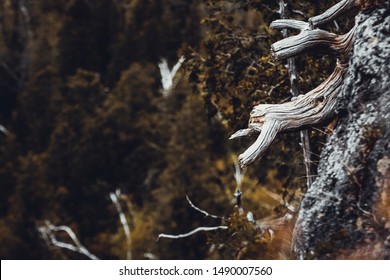 Wild Forest Regenerating At Mount Nemo, Ontario Canada