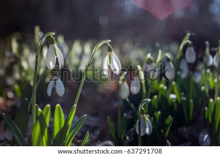 Wild forest snowdrops - mass flowering in the spring in the mountains of Crimea on Ayu-Dag (macro flowers)