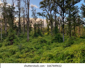 Wild Forest South Of Pahoa, Hawaii