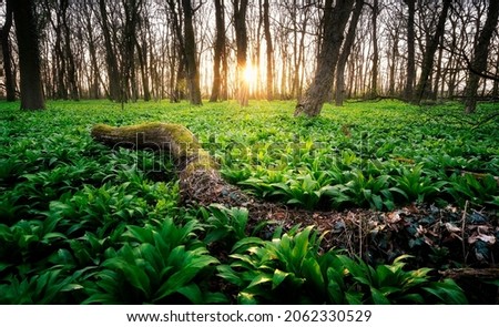 Similar – Image, Stock Photo celery Food Vegetable