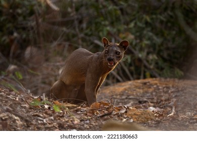 Wild fossa in Madagascar. The apex predator in Madagascar. Rare animal in the forest.	 - Shutterstock ID 2221180663