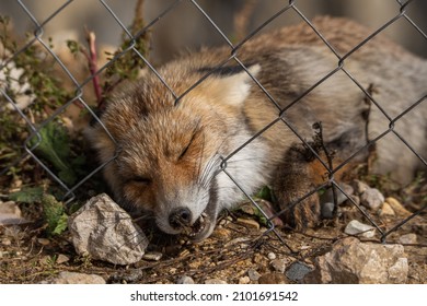 The Wild Fox Bites The Iron Bars Of The Fence. The Animal Has An Aggressive Look. Close-up. Rabies Virus.