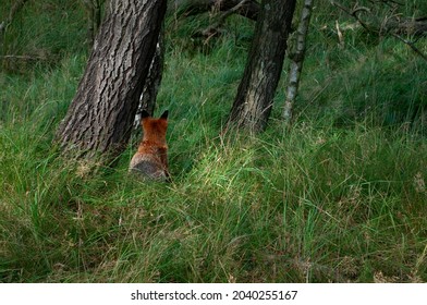 Wild fox in the forrest with trees and grass
