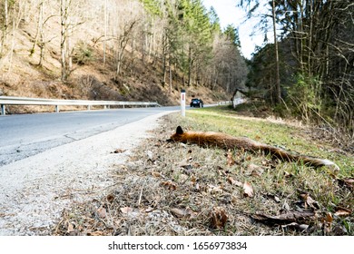 Wild Fox Lying Dead After Getting Hit By A Car, Animals Passing The Road Full Of Traffic