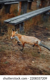 Wild Fox On The Move. The Wild Fox Is Running.