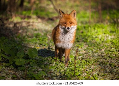 Wild Fox In The Pripyat City Just Walking Around