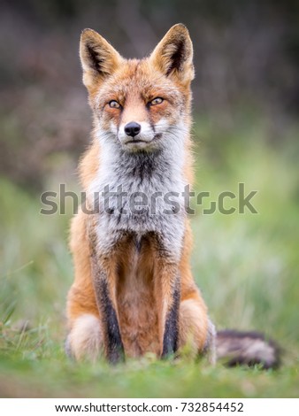 Wild Fox sitting in the grass