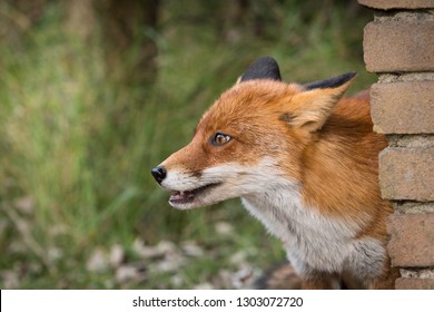 A wild fox in the smooth sunshine